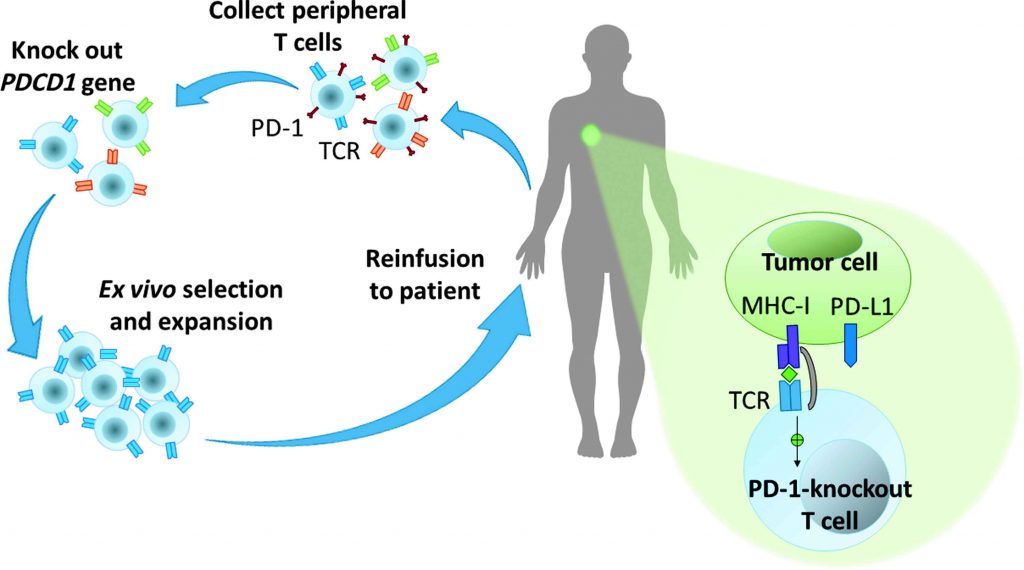 CRISPR Supporting Cancer Treatments - Trybiotech