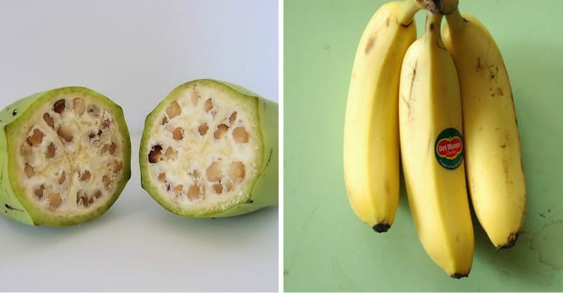 How Fruits And Vegetables Looked Like Before We Domesticated Them