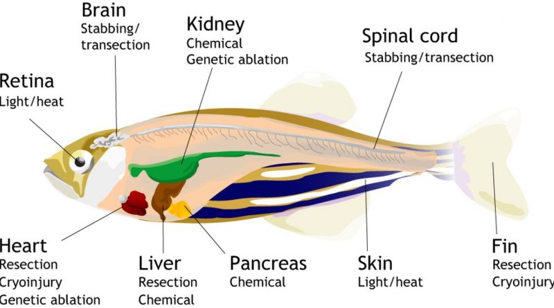 zebrafish