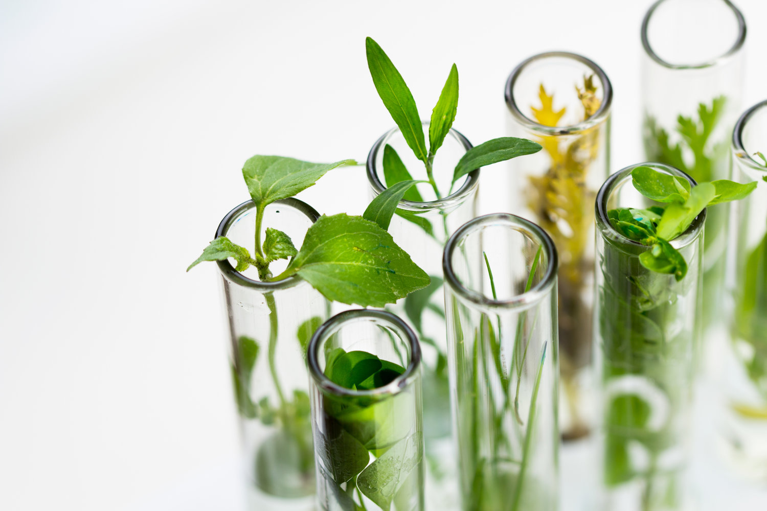 Application of Green Biotechnology Trybiotech