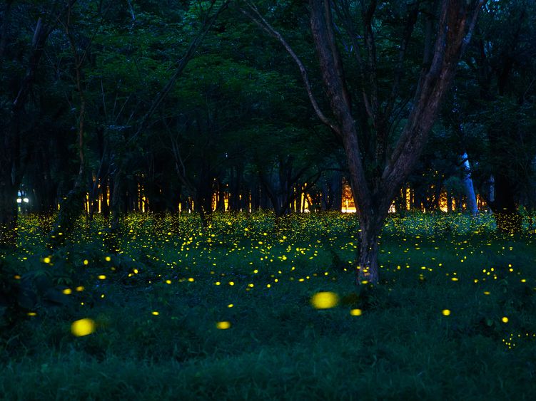 Plants And Insects that Glow at Night