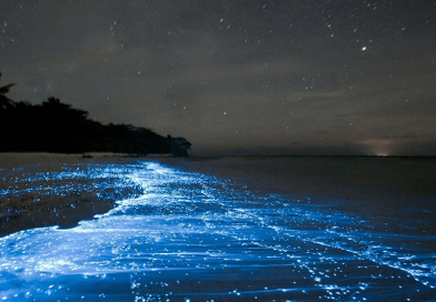 Bioluminescence Phenomenon in Ocean Water