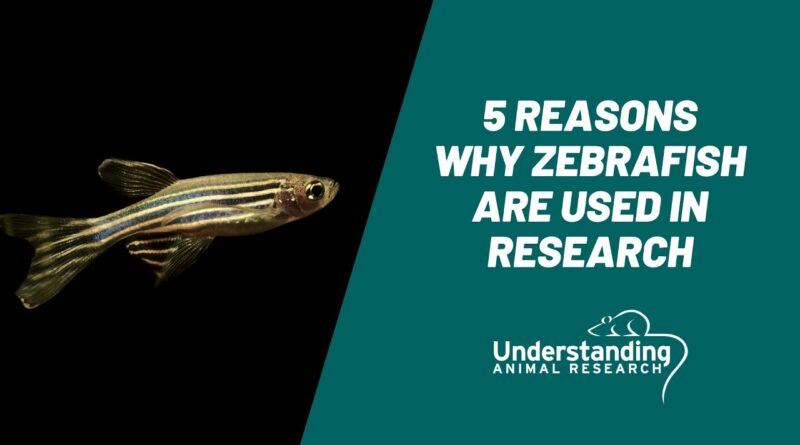 Zebrafish: To Cure Eyesight, Cancer, Heart & Kidney Disease