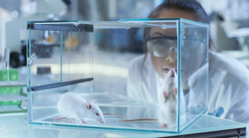 Mouse (Mus musculus): Why Used In Research